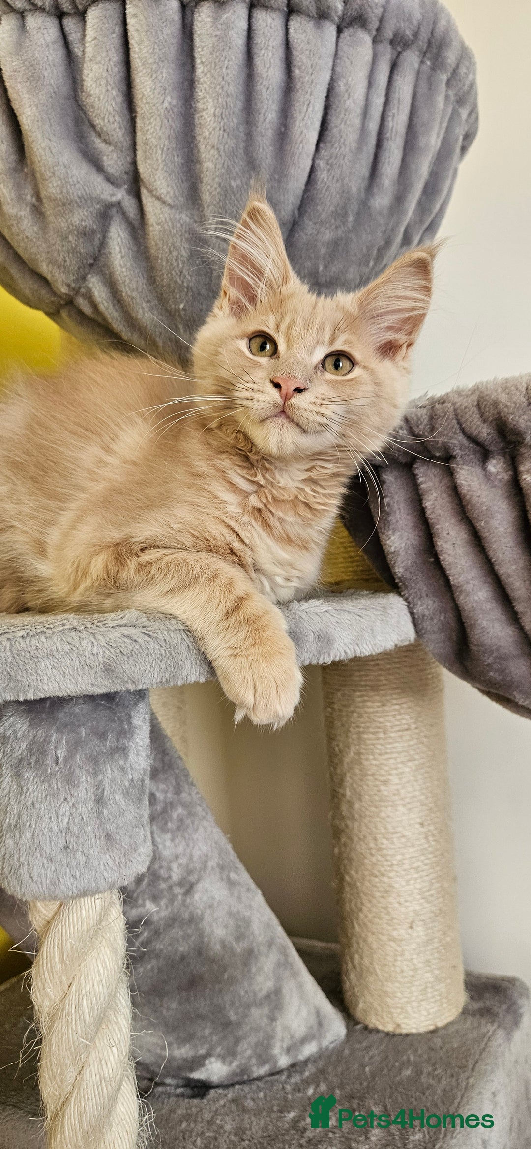 Maine Coon cats for sale: TICA Reg Maine Coon Kittens - Image 10