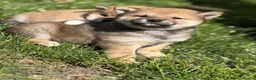 Japanese Shiba Inu dogs for sale: Health tested Shiba puppies - Advert 4