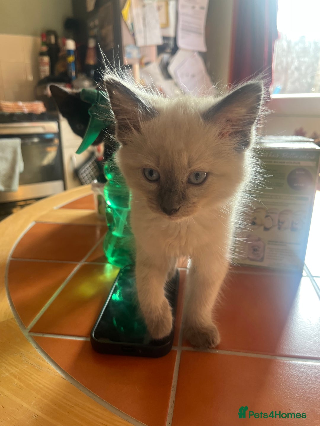 Mixed Breed cats for sale: Beautiful mixed kittens  - Image 12