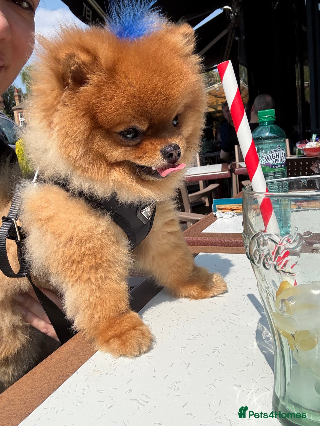 Pomeranian dogs for sale: Gorgeous sable Pom for rehome - Image 7