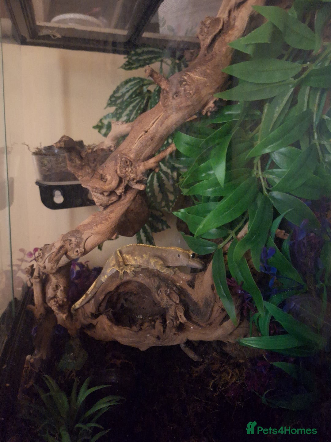 Gecko reptiles for sale: Harlequin Crested gecko with full setup - Advert 4