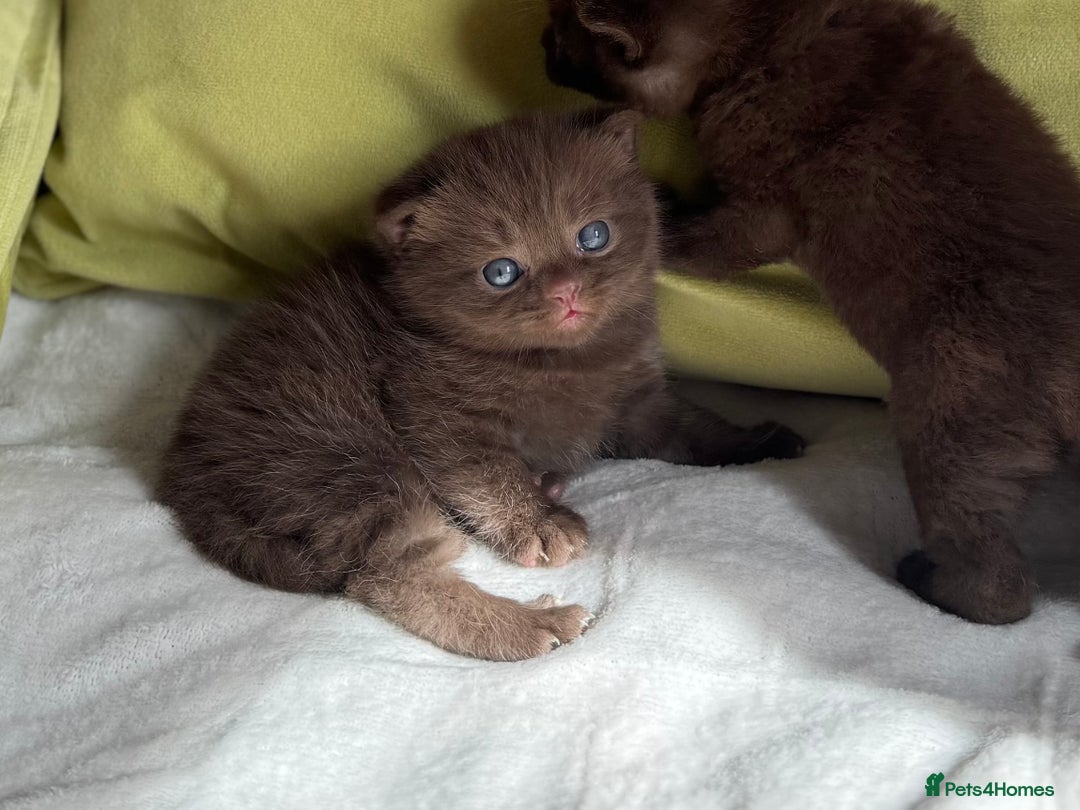 British Shorthair cats for sale: 😻Chocolate BSH boys✅ 👌GCCF reg, ready November  - Image 9