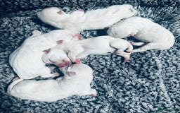 West Highland Terrier dogs for sale: KC Reg Westies - Image 1