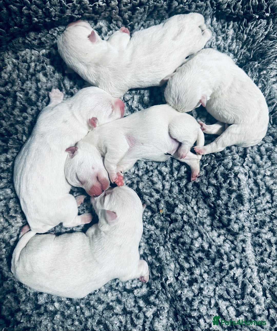 West Highland Terrier dogs for sale: KC Reg Westies - Image 1