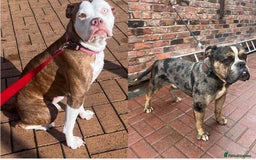 Alapaha Blue Blood Bulldog dogs for sale: IABBR registered Alapaha Blue Blood Bulldogs - Image 1