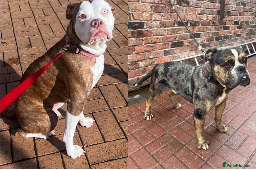 Alapaha Blue Blood Bulldog dogs for sale: IABBR registered Alapaha Blue Blood Bulldogs - Image 1