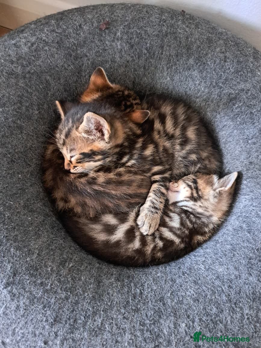Mixed Breed cats 4 beautiful kittens looking for loving homes 🐾 - Advert 2