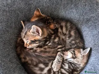 Mixed Breed cats 4 beautiful kittens, soon ready for loving homes🐾 - Advert 1