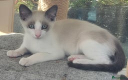 Snowshoe cats for sale: Stunning pedigree blue point Snowshoe kittens  - Image 3