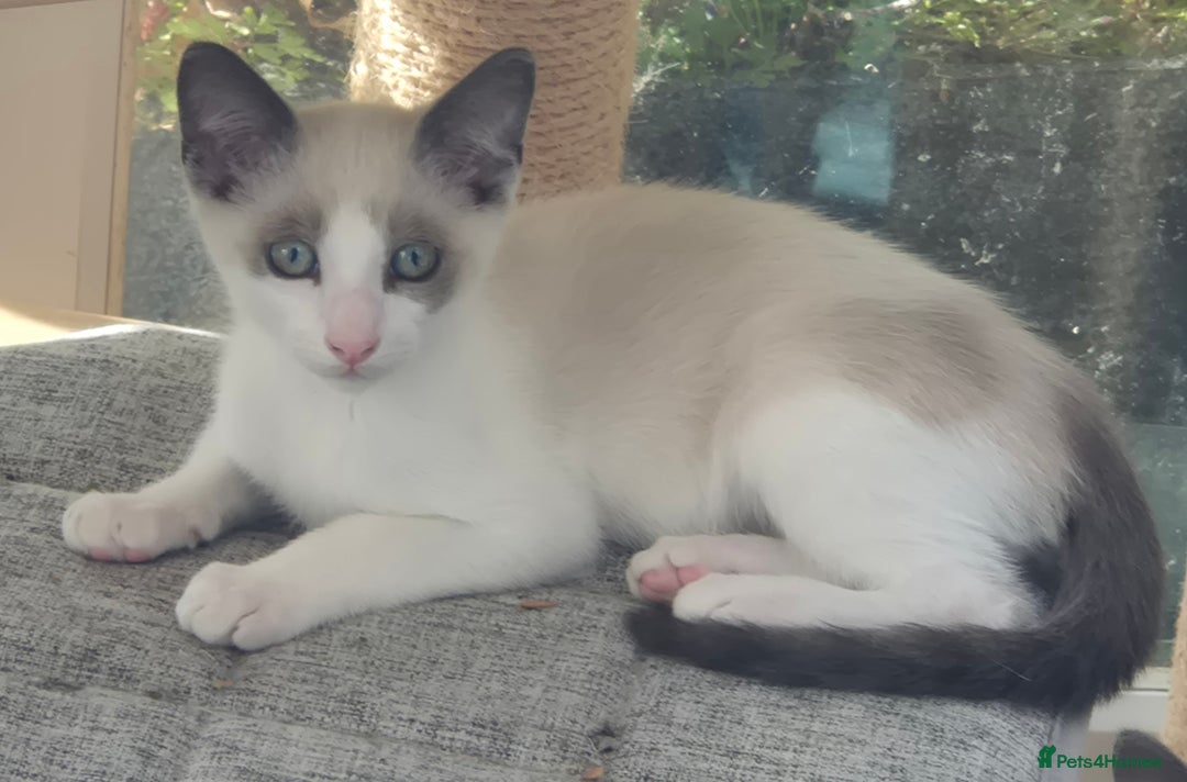 Snowshoe cats for sale: Stunning pedigree blue point Snowshoe kittens  - Image 3