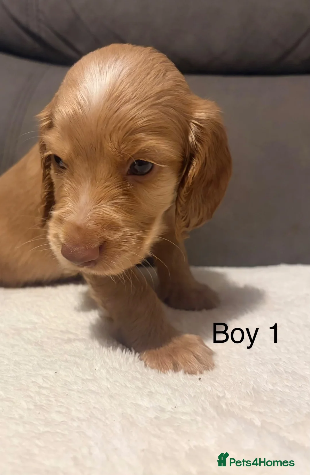 Cocker Spaniel dogs for sale: Red & golden cocker spaniel puppies 🐶 ❤️ - Advert 15