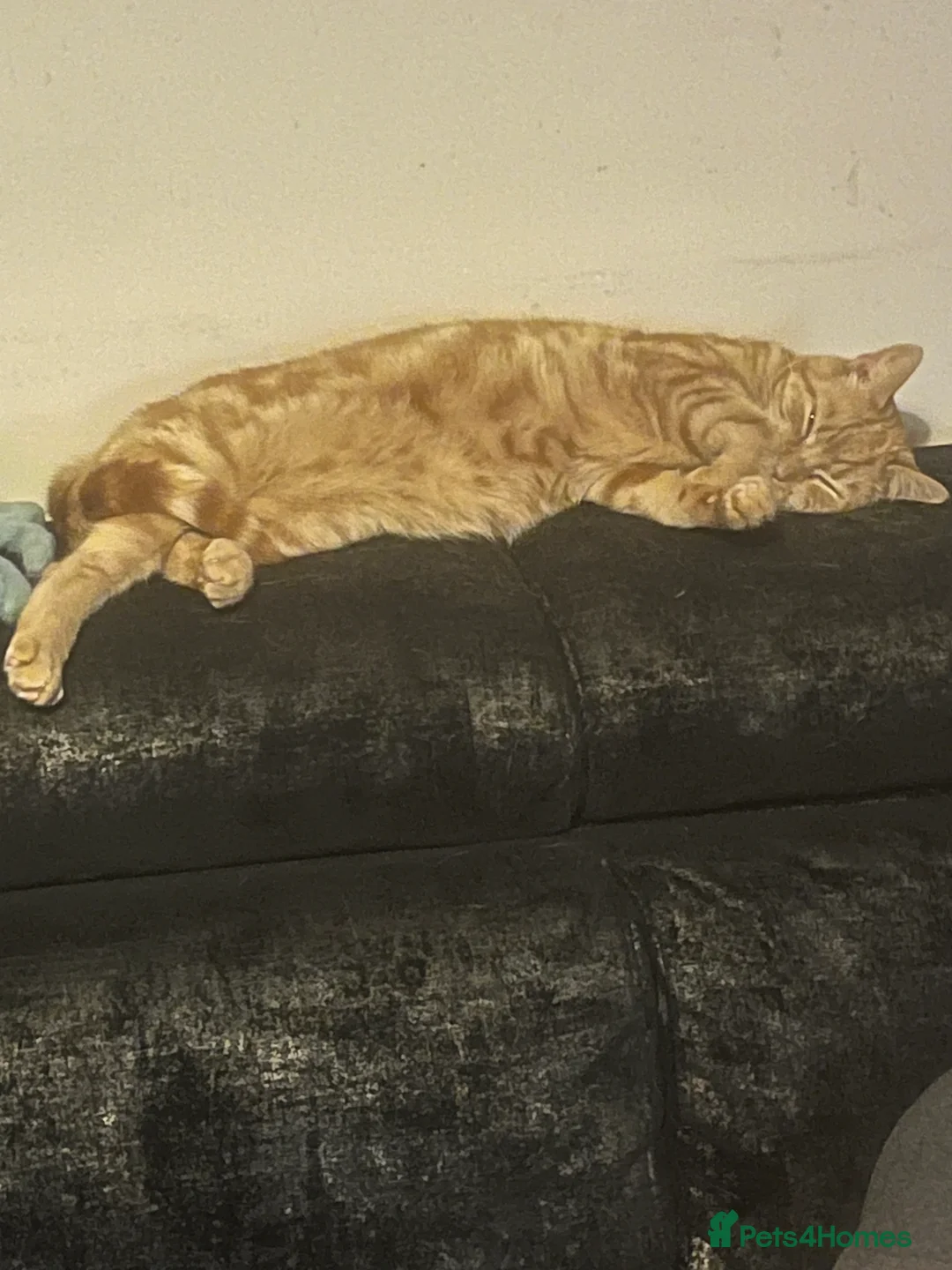 Mixed Breed cats for sale: Rehoming Cats  in Grimsby - Advert 6