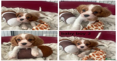 Cavalier King Charles Spaniel dogs - Advert 3