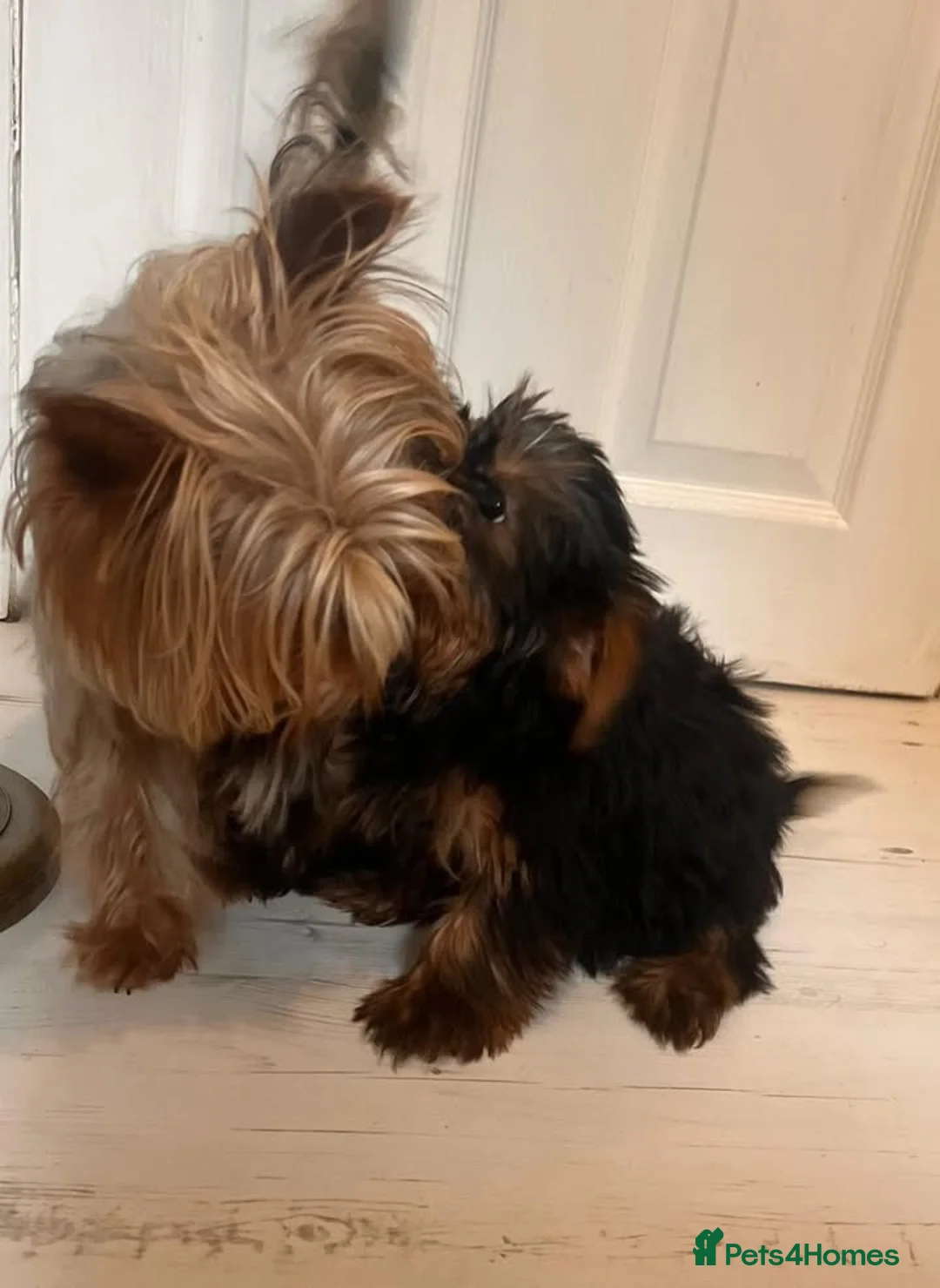 Yorkshire Terrier dogs for sale: Yorkshire terrier puppies  - Advert 2