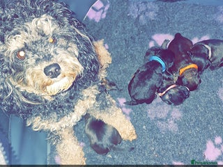 Mixed Breed dogs Floodle - Advert 1