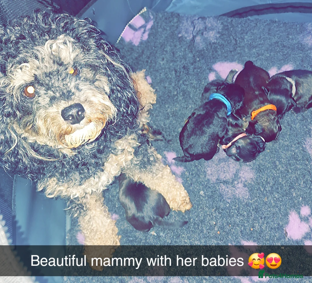 Mixed Breed dogs for sale: Floodle  - Advert 1