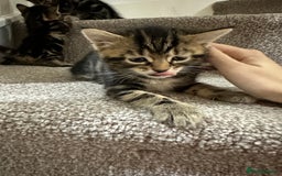 European cats for sale: Selling 4 beautiful tabbys - Advert 5