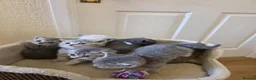 Scottish Fold cats for sale:  BRITISH & SCOTTISH SHORTHAIR KITTENS 🐾 - Advert 8
