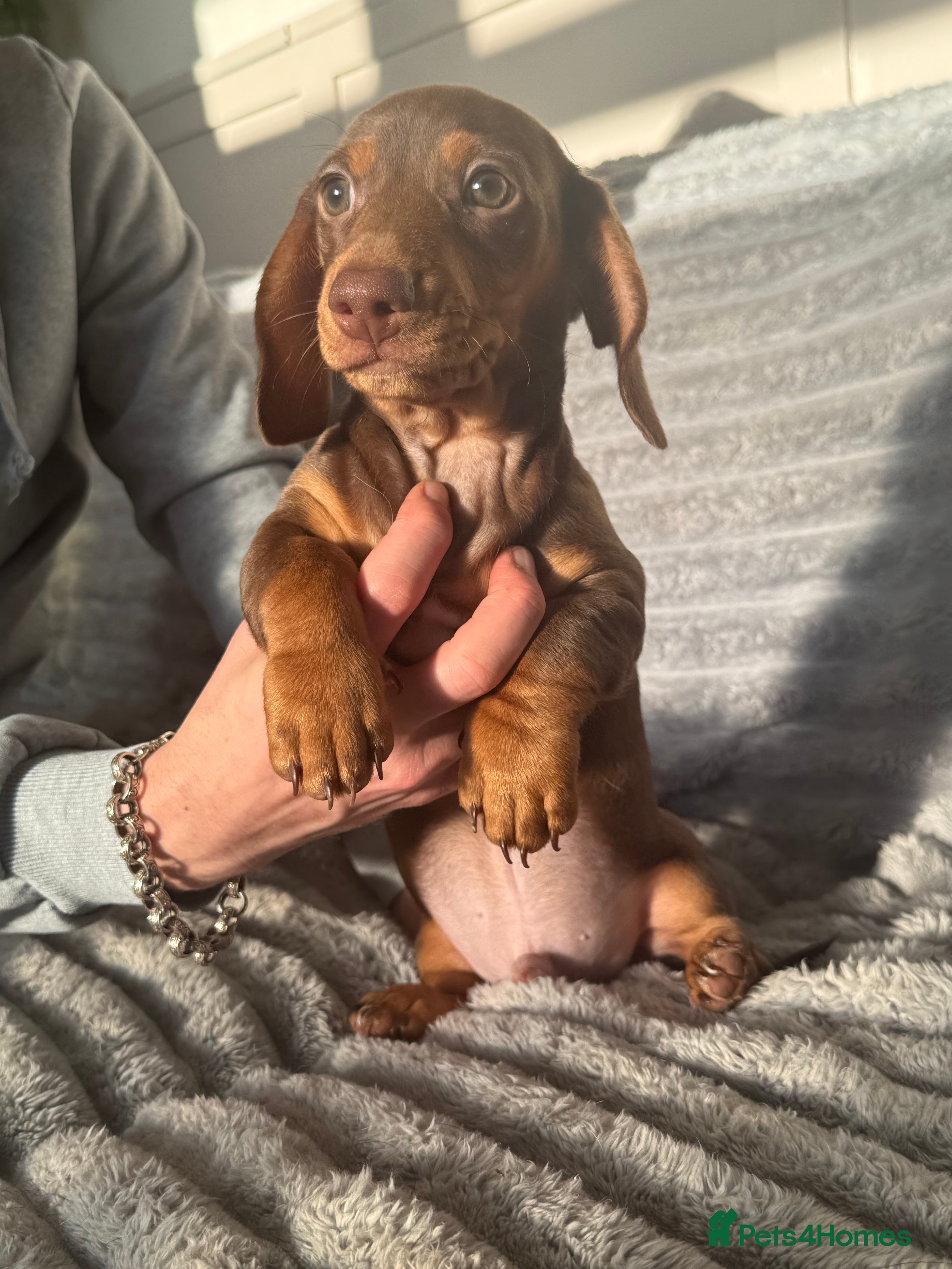 Miniature Dachshund dogs  3 chocolate and tan miniature dachshund pups  - Advert 2
