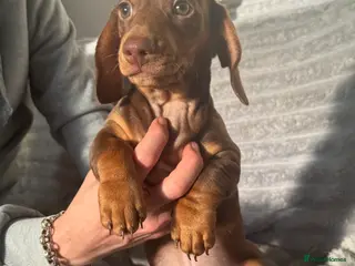 Miniature Dachshund dogs 3 chocolate and tan miniature dachshund pups - Advert 2
