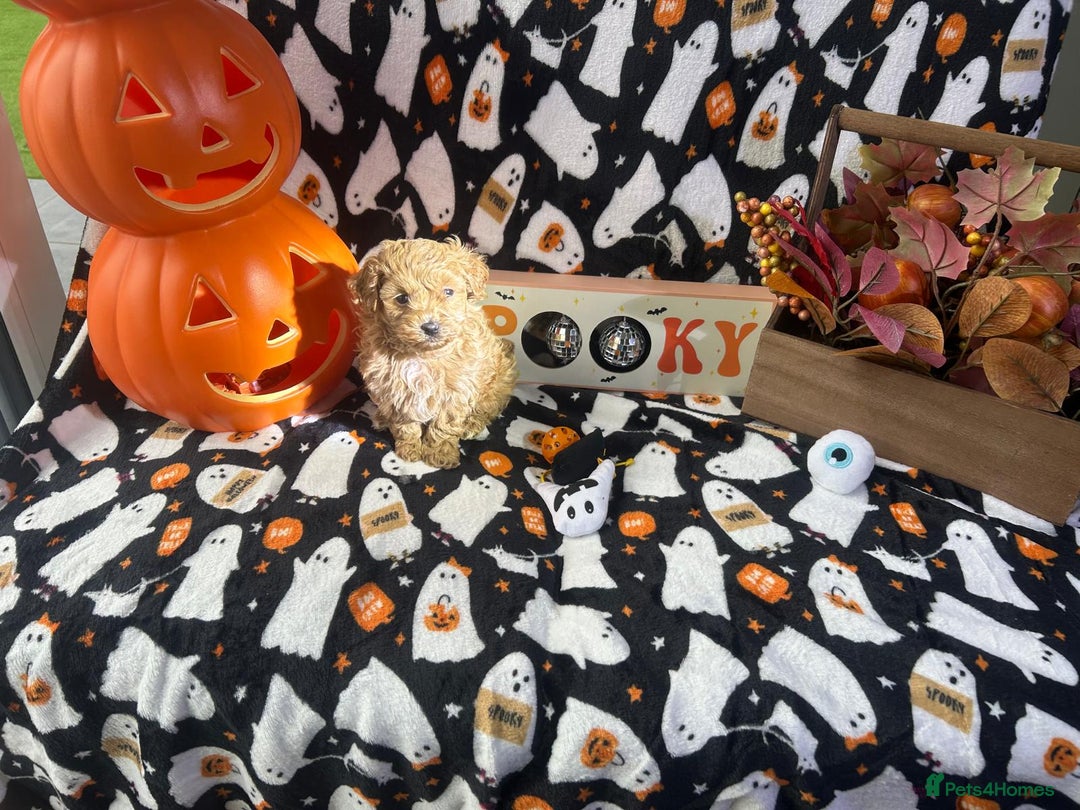 Maltipoo dogs for sale: F1 health tested toy (Asian) maltipoos🩷🩷 - Image 3