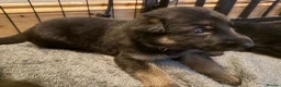 German Shepherd dogs for sale: 11 adorable bouncy German Shepard puppies  - Advert 2