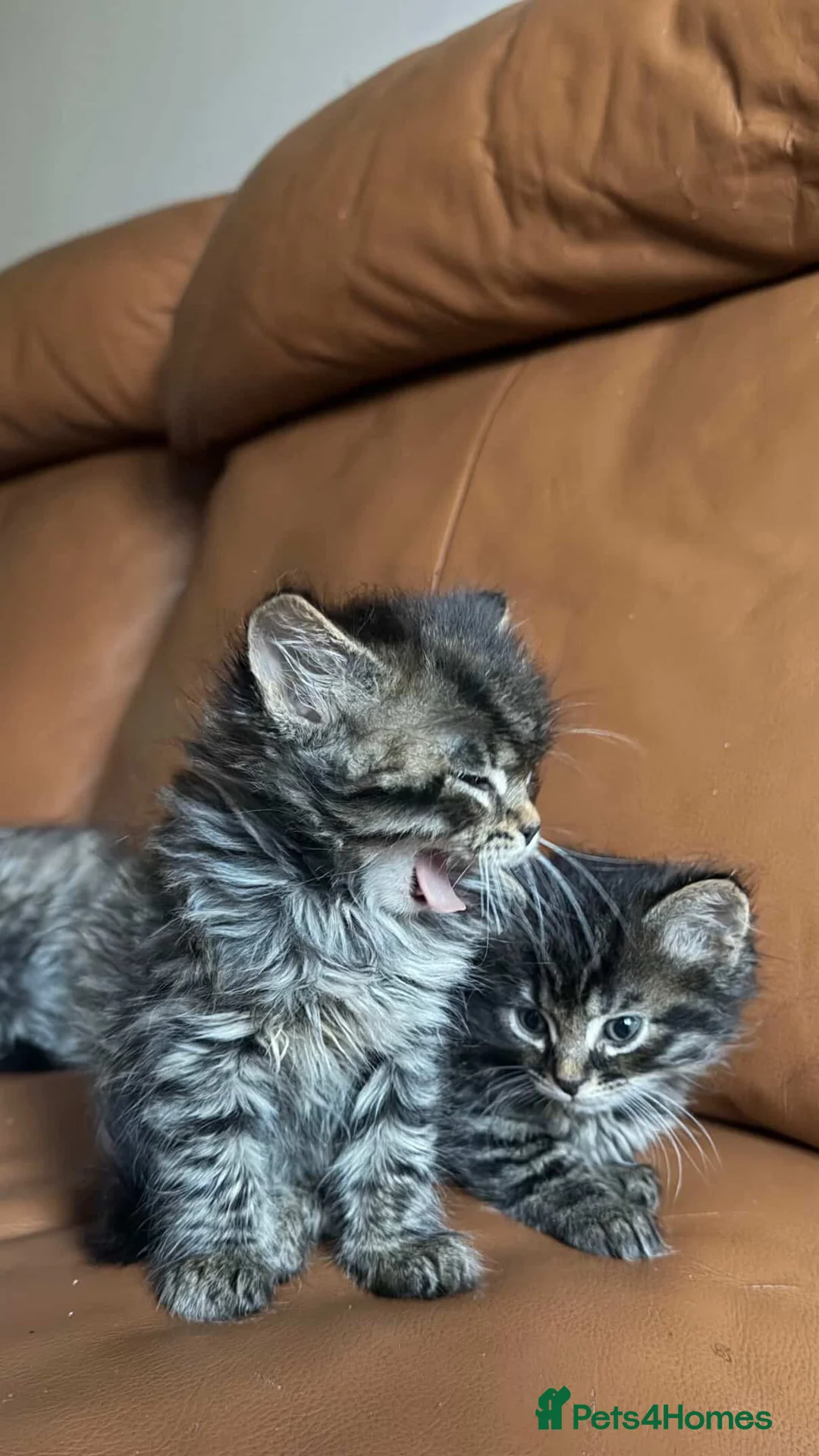 Mixed Breed cats for sale: Adorable Mixed-Breed Kittens: Black,Tabby & Tuxedo in Dagenham - Advert 6