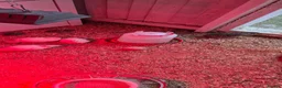 Mixed Breed birds for sale: California, bob white, button, jumbo quails sale - Advert 22
