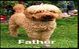 Cockapoo dogs for sale: AMAZING STUNNING F1 SHOW TYPE COCKAPOO  - Image 7