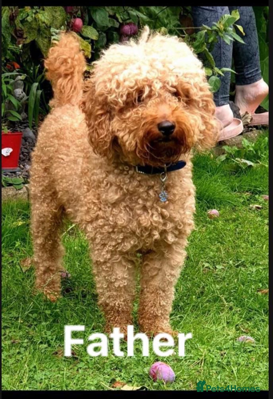 Cockapoo dogs for sale: AMAZING STUNNING F1 SHOW TYPE COCKAPOO  - Image 7