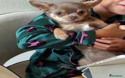 Chihuahua dogs for sale: Reign 9 month old female  - Image 3