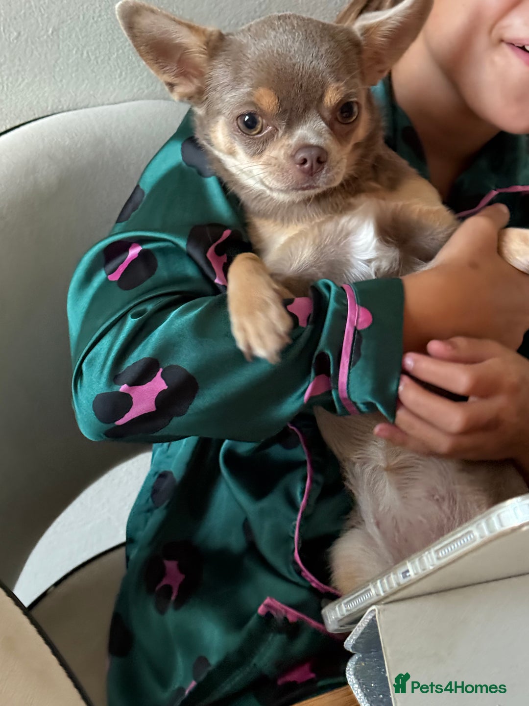 Chihuahua dogs for sale: Reign 9 month old female  - Image 3