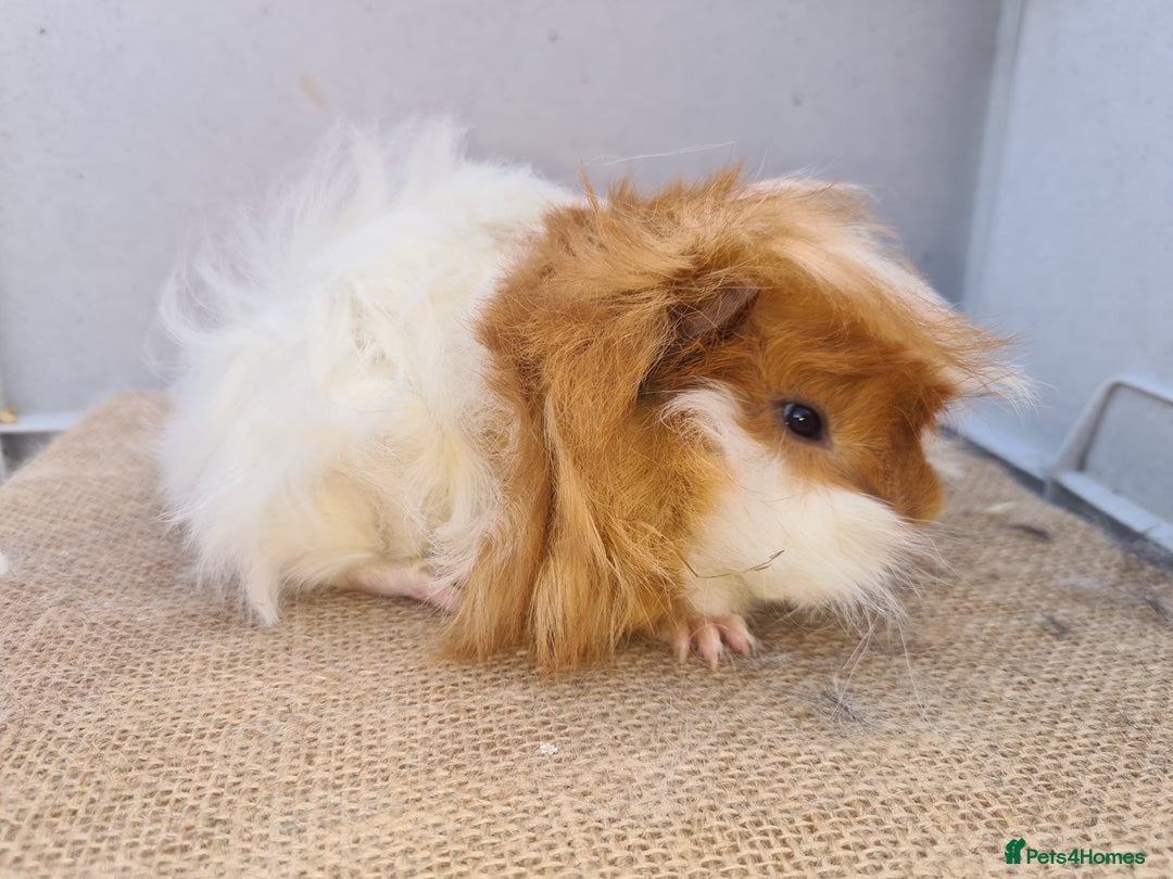 Guinea Pig rodents for sale: 2 peruvians boars brothers in Bourne - Image 3