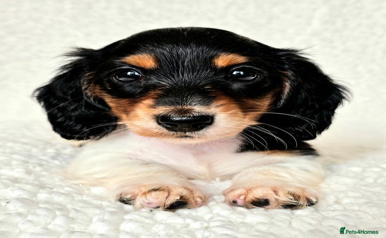 Miniature Dachshund dogs - Advert 13