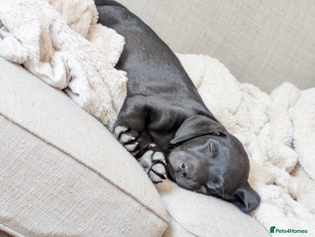 Labrador Retriever dogs for sale: Last black lab bitches available  - Image 23
