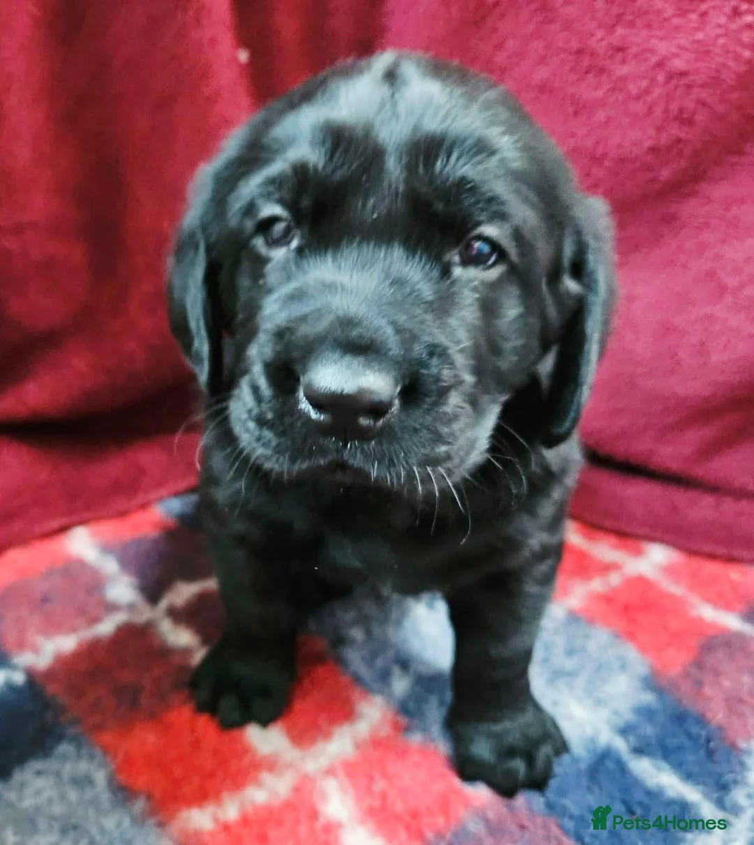 Labrador Retriever dogs for sale: Retriever Labrador - Advert 10