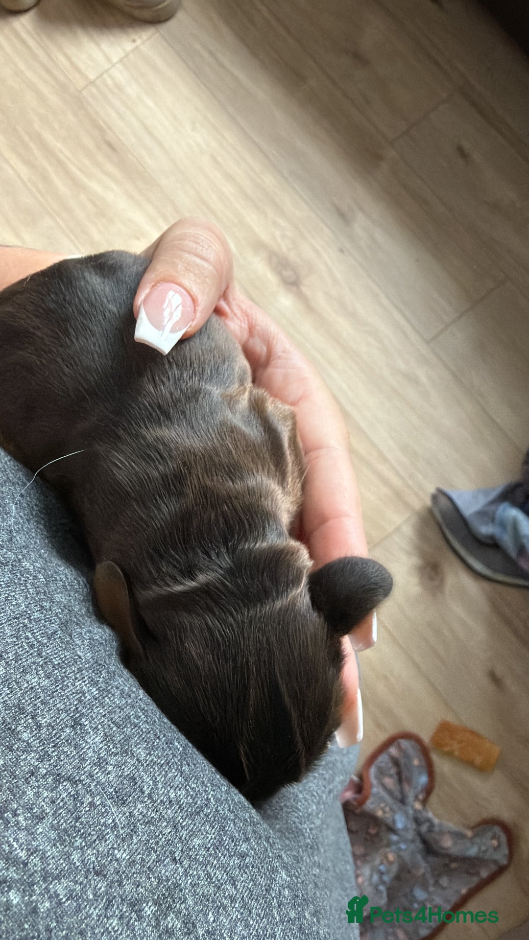 Cocker Spaniel dogs for sale: Gorgeously adorable Show Cocker Spaniels - Advert 7