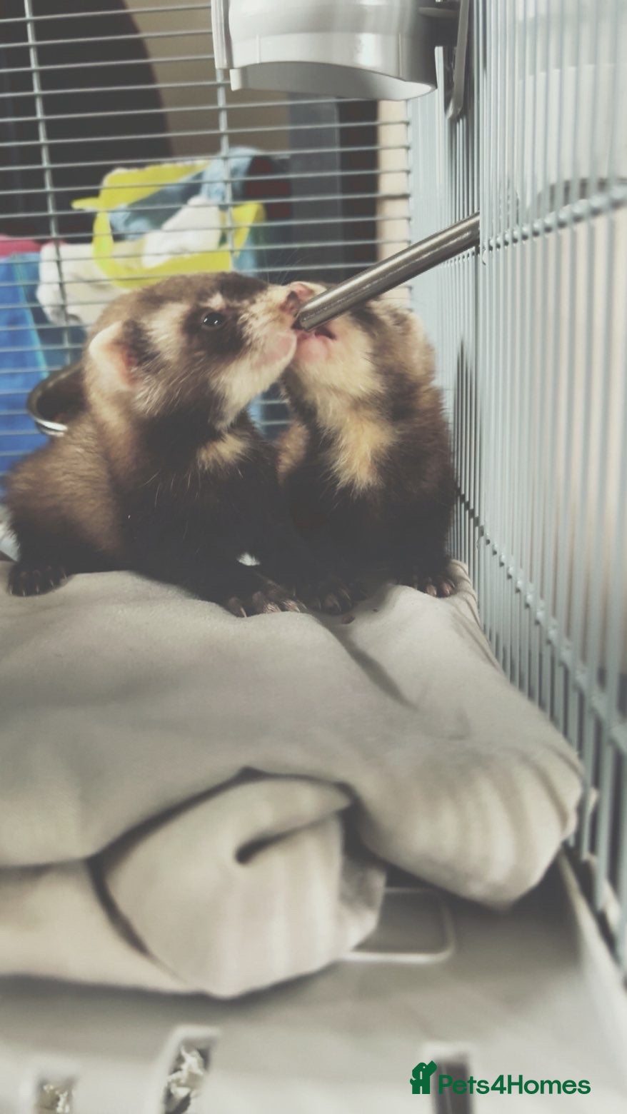 Ferret rodents Two kit ferrets 14 week old - Advert 5