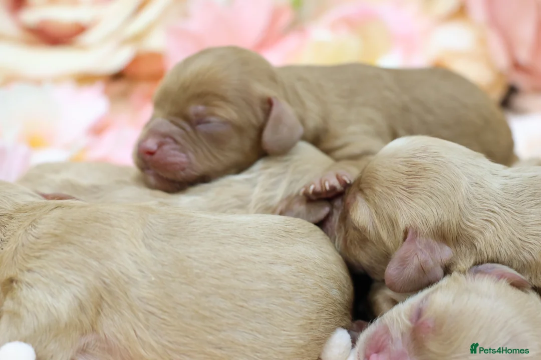 Cavapoo dogs for sale: Health Tested Cavapoo Puppies - Advert 13