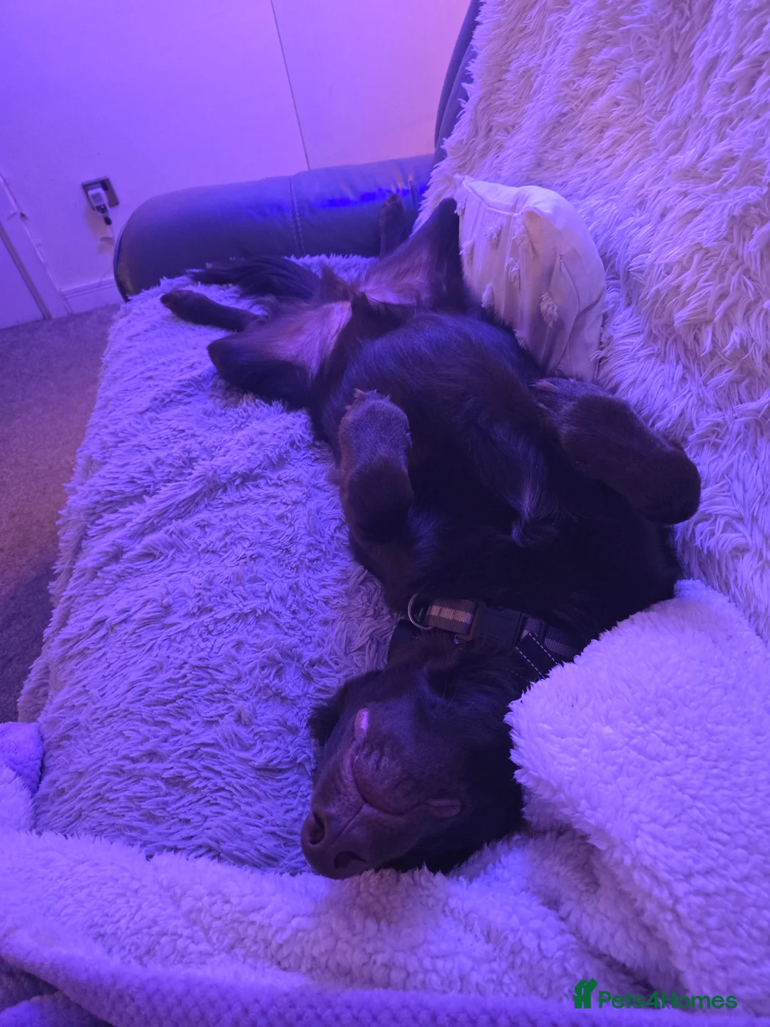 Australian Kelpie dogs for sale: 10 month Old Australian Kelpie (Deep Red/Brown) - Advert 5