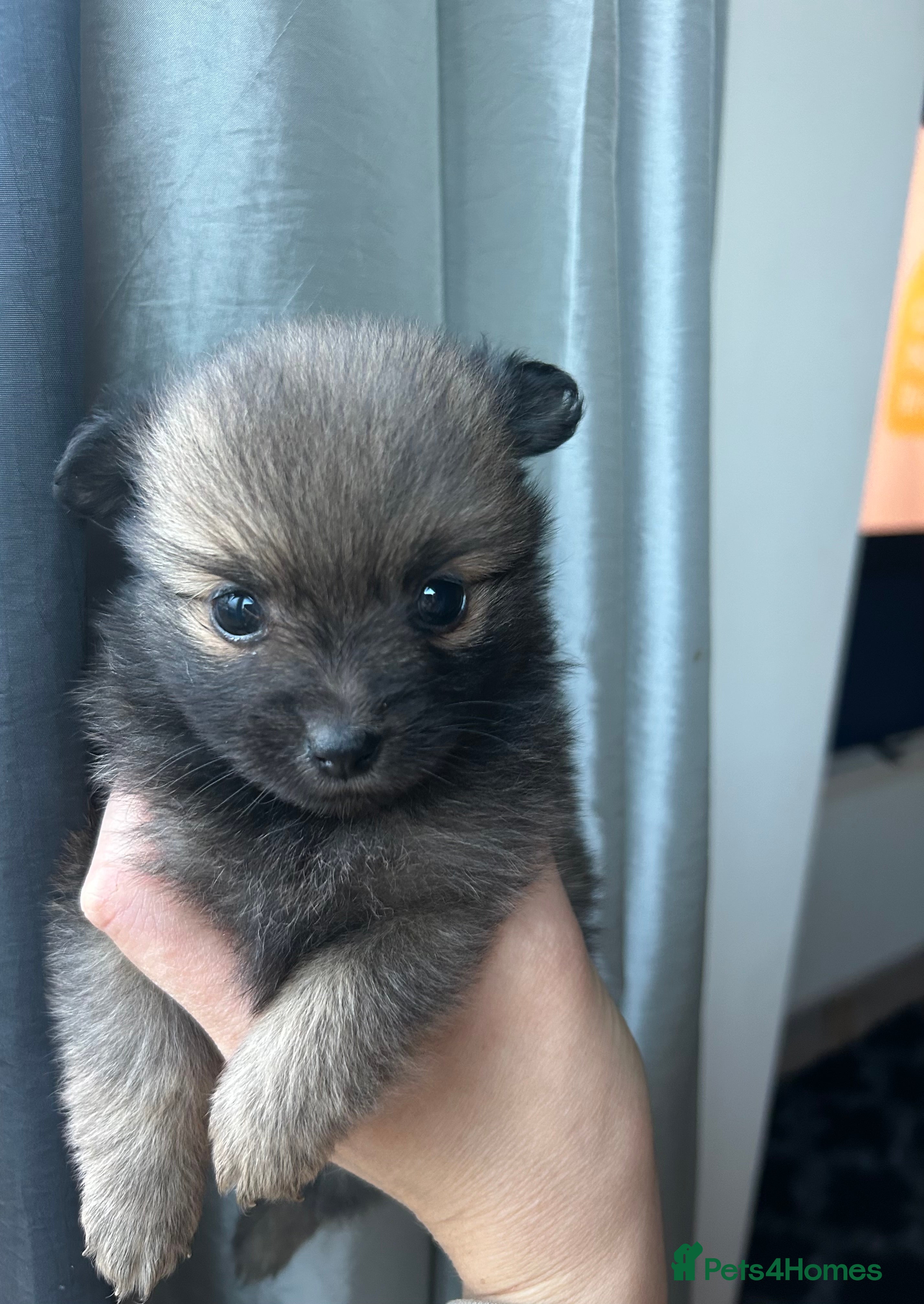 Pomapoo dogs XS Pomeranian 🐶 puppies 🐶  - Advert 1