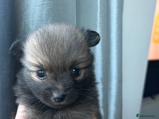 Pomapoo dogs Beautiful Pom puppies 🐶 - Advert 4