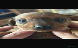 Dachshund dogs for sale: Dachshund puppies  - Image 5