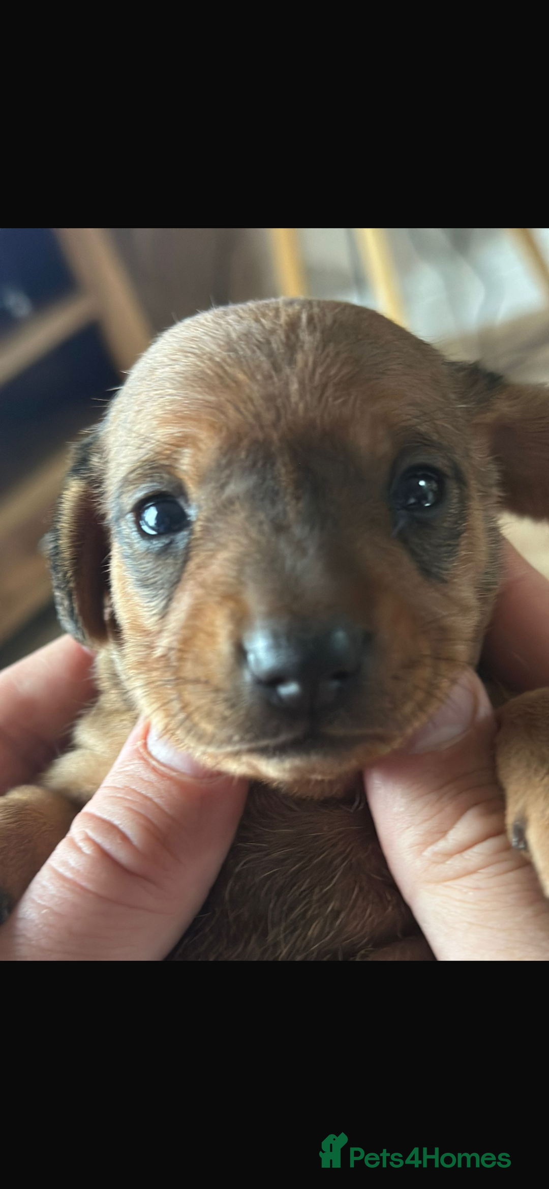 Dachshund dogs for sale: Dachshund puppies  - Image 5