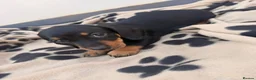 Dachshund dogs for sale: 5 beautiful full bread dachshund for sale  in Newport Pagnell - Advert 3