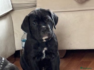 Cane Corso dogs - Advert 29