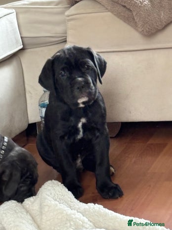 Cane Corso dogs - Advert 12