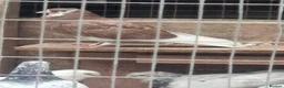 Pigeons birds for sale: Young tipplers,tumblers and racers for sale £3 - Advert 15