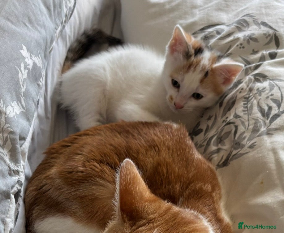 Mixed Breed cats for sale: Gorgeous female kitten  - Advert 2