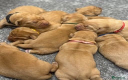 Labrador Retriever dogs for sale: Gorgeous KC Fox Red Labradors 🦊  - Image 9